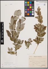 Foto von Salix aurita L. x Salix caprea L. x Salix repens L.